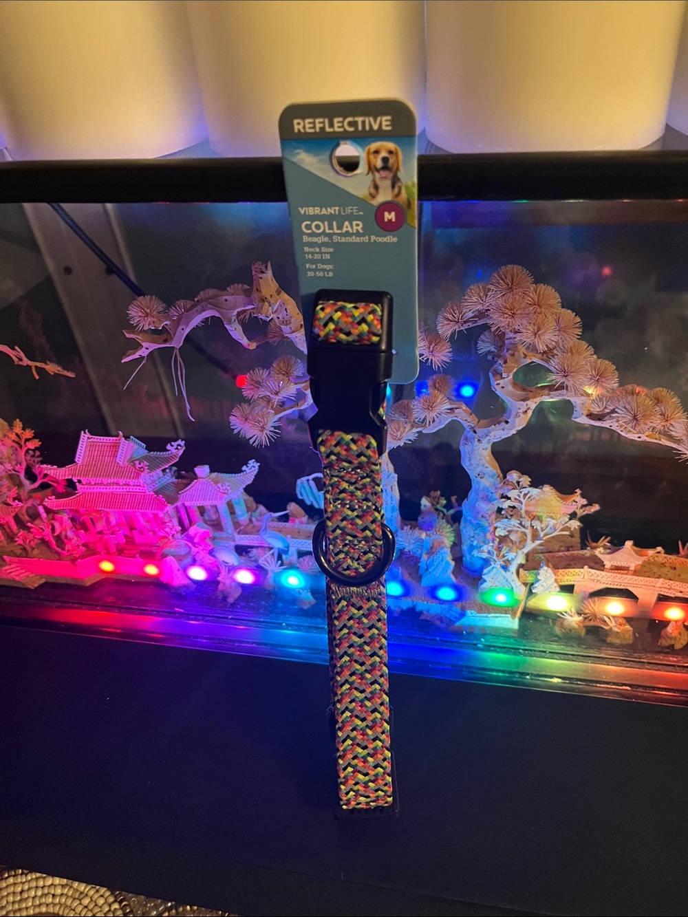 Vibrant Multicolor Braided Dog Collar with Black Hardware